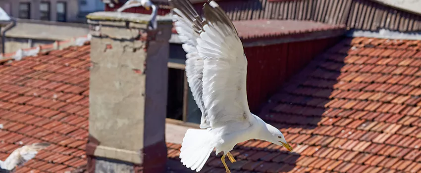Residential Chimney Animal Removal Solution in St. Marys, GA